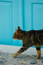 Feline Clique